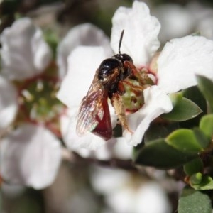 Exoneura sp. (genus) at Holt, ACT - 22 Oct 2020