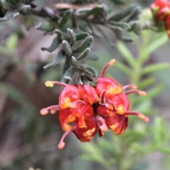 Grevillea alpina (Mountain Grevillea / Cat's Claws Grevillea) at Acton, ACT - 8 Oct 2020 by Sarah2019