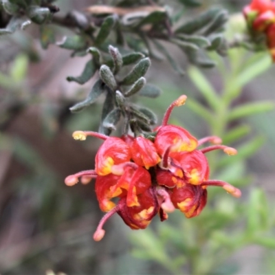 Grevillea alpina (Mountain Grevillea / Cat's Claws Grevillea) at Acton, ACT - 9 Oct 2020 by Sarah2019