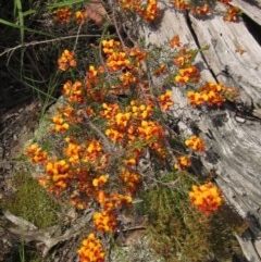 Dillwynia sericea (Egg And Bacon Peas) at Hawker, ACT - 23 Oct 2020 by pinnaCLE