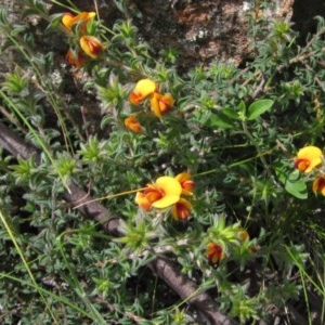 Pultenaea procumbens at Hawker, ACT - 23 Oct 2020 02:35 PM