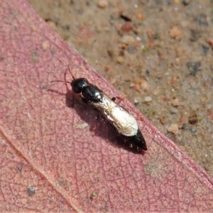 Bethylidae (family) at Cook, ACT - 20 Oct 2020