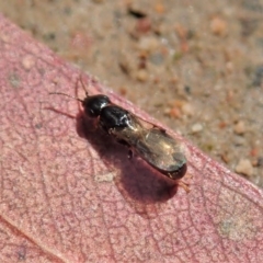 Bethylidae (family) at Cook, ACT - 20 Oct 2020