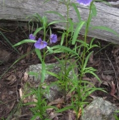 Solanum linearifolium (Kangaroo Apple) at Hawker, ACT - 23 Oct 2020 by pinnaCLE