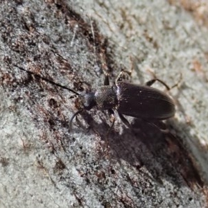 Homotrysis sp. (genus) at Cook, ACT - 20 Oct 2020 12:24 PM