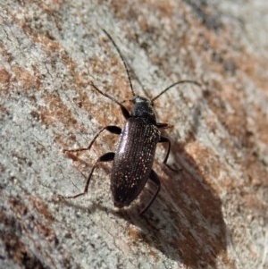 Homotrysis sp. (genus) at Cook, ACT - 20 Oct 2020 12:24 PM