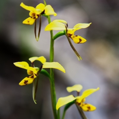 Diuris sulphurea (Tiger Orchid) at Krawarree, NSW - 23 Oct 2020 by trevsci