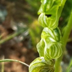 Hymenochilus cycnocephalus at Watson, ACT - suppressed