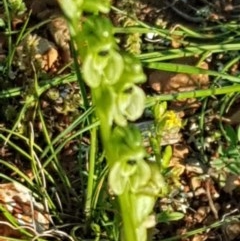 Hymenochilus cycnocephalus at Watson, ACT - suppressed