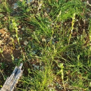 Hymenochilus cycnocephalus at Watson, ACT - suppressed