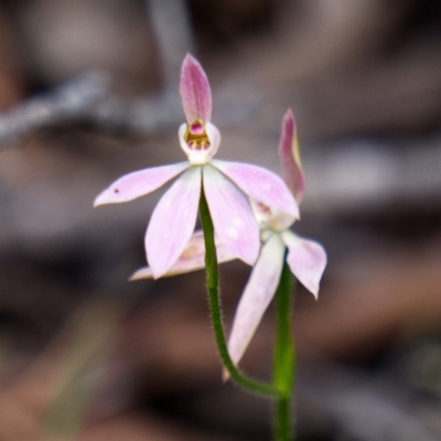 Caladenia carnea (Pink Fingers) at Krawarree, NSW - 23 Oct 2020 by trevsci