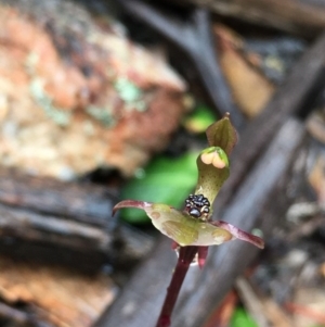 Chiloglottis trapeziformis at Lower Boro, NSW - 24 Oct 2020