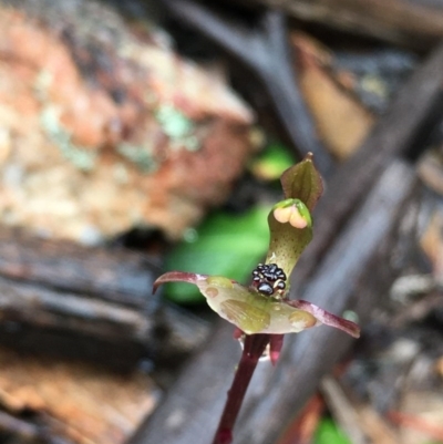 Chiloglottis trapeziformis (Diamond Ant Orchid) at Lower Boro, NSW - 24 Oct 2020 by mcleana