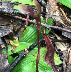 Chiloglottis trapeziformis at Lower Boro, NSW - 24 Oct 2020