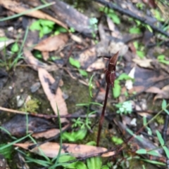 Chiloglottis trapeziformis at Lower Boro, NSW - 24 Oct 2020