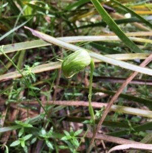 Pterostylis nutans at Boro, NSW - suppressed