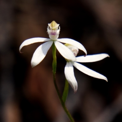 Caladenia moschata (Musky Caps) at Deua National Park (CNM area) - 23 Oct 2020 by trevsci