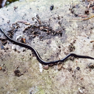 Caenoplana coerulea (Blue Planarian, Blue Garden Flatworm) at Kambah, ACT - 24 Oct 2020 by MatthewFrawley