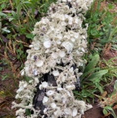 Usnea sp. (genus) (Bearded lichen) at Bungendore, NSW - 23 Oct 2020 by yellowboxwoodland