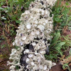 Usnea sp. (genus) at Bungendore, NSW - 23 Oct 2020