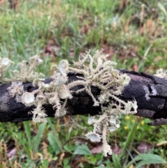 Usnea sp. (genus) at Bungendore, NSW - 23 Oct 2020