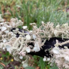 Usnea sp. (genus) at Bungendore, NSW - 23 Oct 2020