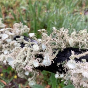 Usnea sp. (genus) at Bungendore, NSW - 23 Oct 2020