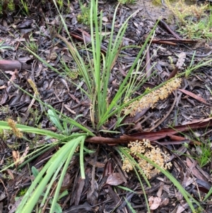 Lomandra multiflora at Bungendore, NSW - 23 Oct 2020 08:27 PM