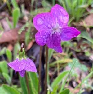 Viola betonicifolia at Bungendore, NSW - 24 Oct 2020 06:21 PM