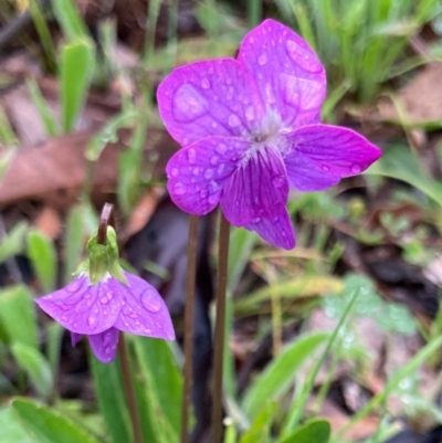 Viola betonicifolia (Mountain Violet) at Bungendore, NSW - 24 Oct 2020 by yellowboxwoodland