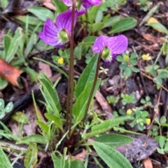 Viola betonicifolia at Bungendore, NSW - 24 Oct 2020 06:21 PM