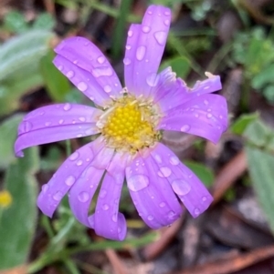 Calotis scabiosifolia var. integrifolia at Bungendore, NSW - 23 Oct 2020