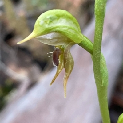 Oligochaetochilus aciculiformis (Needle-point rustyhood) at Burra, NSW - 23 Oct 2020 by Safarigirl