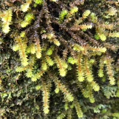 Unidentified Moss, Liverwort or Hornwort at Wattamolla, NSW - 23 Oct 2020 by WattaWanderer
