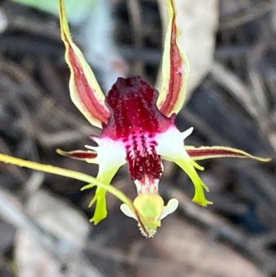 Caladenia atrovespa (Green-comb Spider Orchid) at Urila, NSW - 23 Oct 2020 by Safarigirl