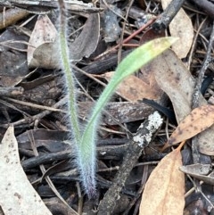 Caladenia atrovespa at Urila, NSW - 23 Oct 2020