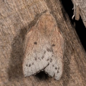 Symphyta undescribed species at Melba, ACT - 22 Oct 2020