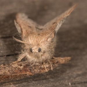 Symphyta undescribed species at Melba, ACT - 22 Oct 2020