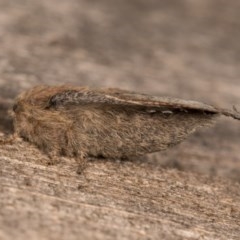 Symphyta undescribed species at Melba, ACT - 22 Oct 2020 11:03 PM