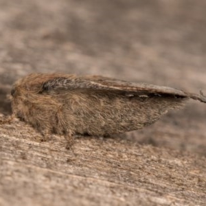 Symphyta undescribed species at Melba, ACT - 22 Oct 2020