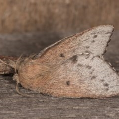 Symphyta undescribed species at Melba, ACT - 22 Oct 2020