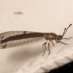 Myrmeleon acer (Myrmeleon Antlion Lacewing) at Melba, ACT - 22 Oct 2020 by kasiaaus