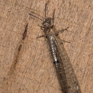 Myrmeleon acer at Melba, ACT - 22 Oct 2020