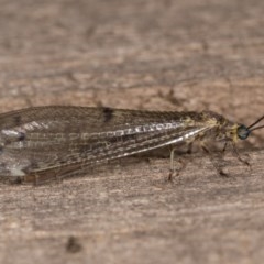 Myrmeleon acer at Melba, ACT - 22 Oct 2020