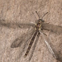 Myrmeleon acer at Melba, ACT - 22 Oct 2020