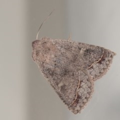 Pantydia sparsa (Noctuid Moth) at Melba, ACT - 22 Oct 2020 by kasiaaus