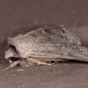 Pantydia sparsa at Melba, ACT - 22 Oct 2020 11:10 PM