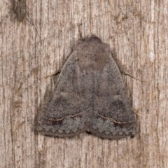 Pantydia sparsa at Melba, ACT - 22 Oct 2020 11:10 PM