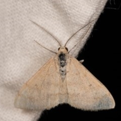 Scopula rubraria (Reddish Wave, Plantain Moth) at Melba, ACT - 22 Oct 2020 by kasiaaus