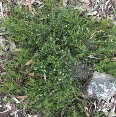 Cryptandra amara (Bitter Cryptandra) at O'Malley, ACT - 24 Oct 2020 by Tapirlord